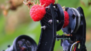 Raspberry picking robot